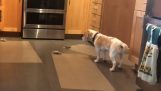 Пас избегава електричне простирке