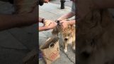 Они встретили собаку возвращающуюся из магазинов