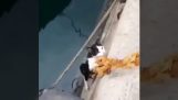 Záchranný kočka z kanálu