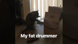 Der Schlagzeuger Katze