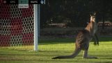 Känguru kommt zum Fußballstadion