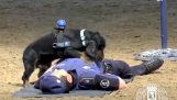 meslektaşı kalp masajı yapıyor Polis köpeği