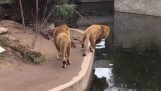 Неспретан лав пада у воду