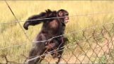 Reaktion av en schimpans när man hör en Hang