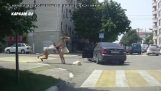 Episodic fight of two women on the road (Russia)