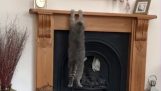 Übergewichtige Katze versucht, auf einen Kamin zu klettern