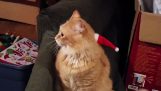 Kočka s Santa Claus čepice