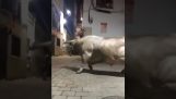 Bull collides with wall
