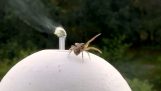 Jak pająki używać ich jedwab latać