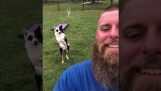 A dog obeys commands behind the back of his boss