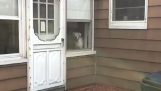 Quando um cão está assistindo