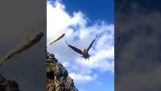 Aquila cattura un pesce in aria