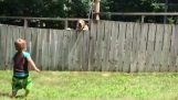 Uma criança pequena que joga com um cão atrás de uma cerca