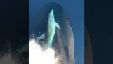 Dolphin pláva s prílivom na prove lode