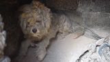 Собака, которая пережила пожар был найден живым в Mati