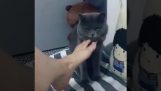 Цікавий кіт нюхає ногу