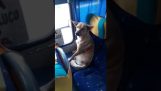 Túlavý pes robí jazdiť autobusom