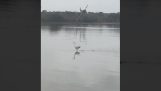 この鳥は水の上を歩きます;