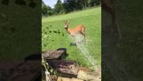 Hur att kyla en hjort under värmeböljan
