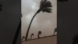 Silny wiatr łamie drzewa palmowego w środku