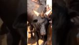 A vaca com três chifres