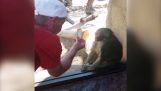 Un mono está impresionado con trucos de magia
