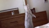 En kattunge oppdager ørene i speilet