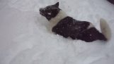 Un câine se bucură de zăpadă în Kastoria
