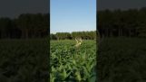 De herten in het veld met de maïs