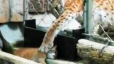 Een pasgeboren lynx te ontsnappen en zijn moeder probeert om hem te vangen
