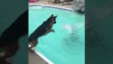 German shepherd trying to save a girl from the pool