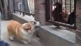 Άγριος σκύλος ενάντια στις κότες
