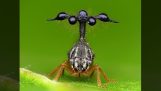 Het vreemde cicade Bocydium
