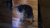 A dog dancing “Wiggle”