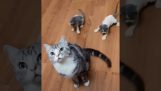 Gatitos juegan con la cola de su madre