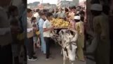 Demonstranten in Pakistan stelen bananen uit een kleine jongen