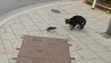 Rat chases a cat