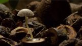 Dansande svamparna