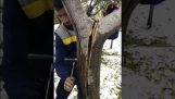 Człowiek naprawy drzewa ze śrubą