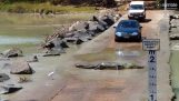 Krokodille afbryder trafik til at krydse gaden