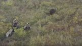 En hund blev venner med en familie af bjørne (Rusland)