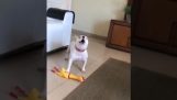 A Bulldog howling along with a plastic chicken