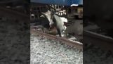 母牛睡在火车轨道