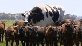 Il gigante mucca