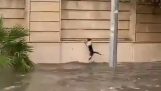 يحاول القط من الهرب من الفيضان