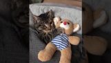 Een kitten wil dat de teddybeer voor het slapen gaan