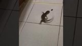 Lizard chases an insect on the tiles