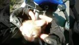 Motorcyclist and bus driver rescue a kitten