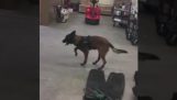 Полицијски пас носи Фирст Снов ципеле