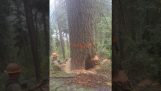 leñador riesgo de un árbol grande